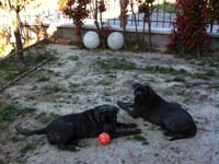 cane corso dogs